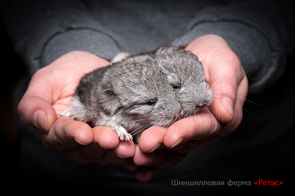 Бизнес план шиншилла